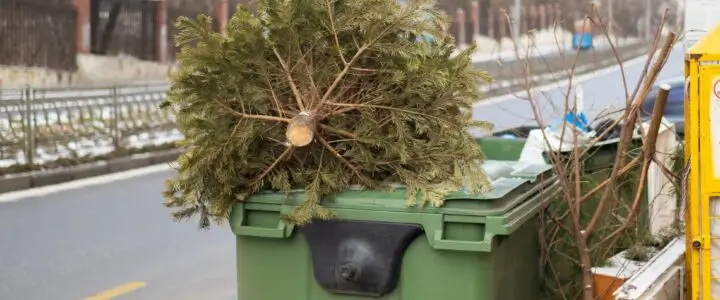 Dlaczego śmieciarka nie zabrała gałęzi leżących obok pojemnika na odpady, a gałęzie znajdujące się w pojemniku już odebrała?